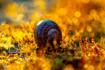 Gold abstract background with bokeh defocused lights