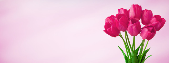 Panoramic light pink background with bouquet tulip flowers