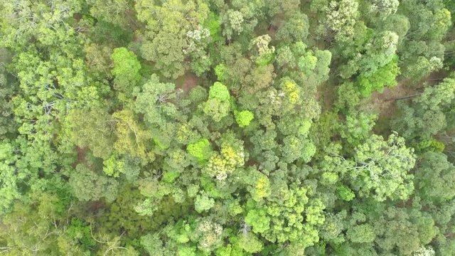 Forward Flight Looking Straight Down At Native Australian Tree Tops