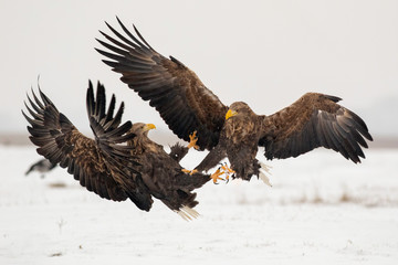 Two White Tailed Eagles fighting in the snowy land.