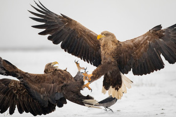 Two White Tailed Eagles fighting in the snowy land.