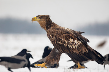 Young adult white tailed eagle walking in the snowy land.