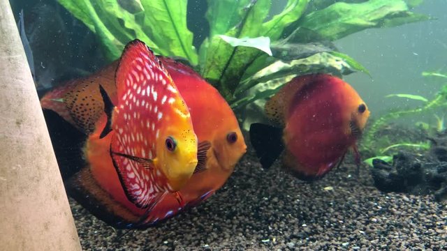Diskusfisch im Aquarium