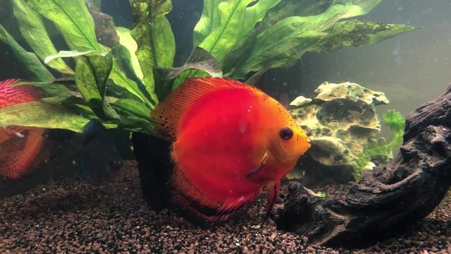 Diskusfisch im Aquarium