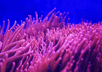 Detail of pink coral in aquarium