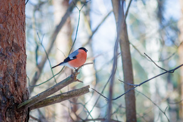 hungry wild bird bullfinchr on a tree in spring forest