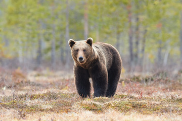 Brown bear in the taiga