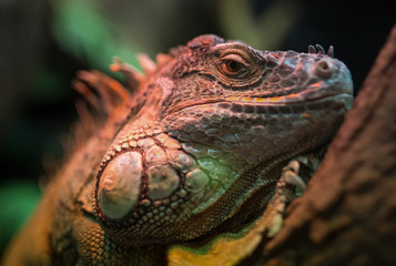 Resting leguan lizard in terrarium