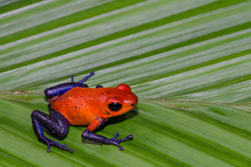 Strawberry Poison Dart Frog (Oophaga pumilio)