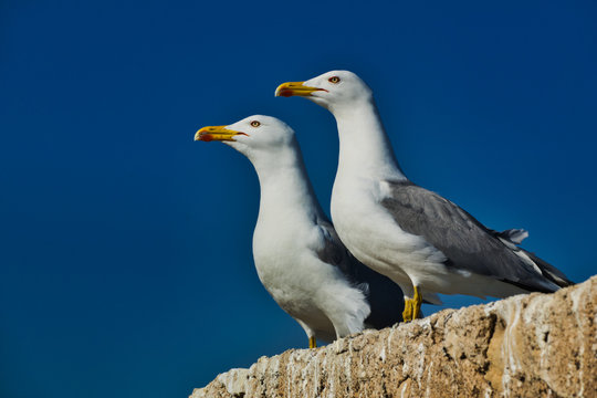 Pajera de gaviotas