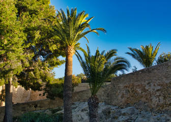 Palmas en el castillo Santa Barbara