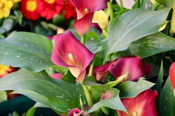 flowers in the garden