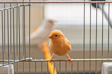 Yellow Canary sitting on open cage door, shallow depth of field