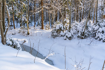 Sunny Winter Day in Pine Tree Forest, Abstract Background