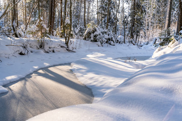 Sunny Winter Day in Pine Tree Forest, Abstract Background