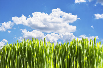 Obraz premium Natural background with fresh green grass and blue sky, summer landscape