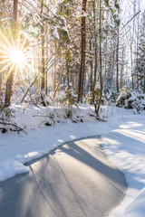 Sunny Winter Day in Pine Tree Forest, Abstract Background