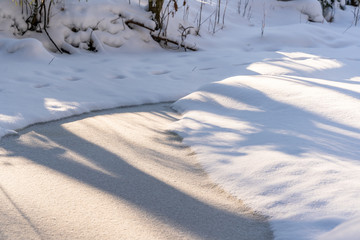Sunny Winter Day in Pine Tree Forest, Abstract Background