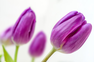 Tulpen