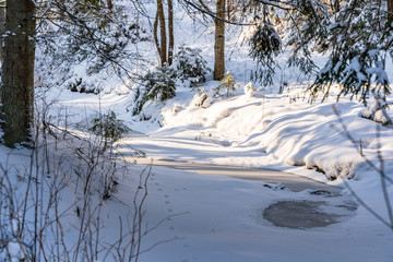 Sunny Winter Day in Pine Tree Forest, Abstract Background