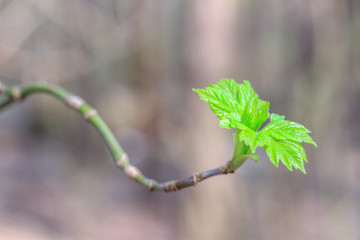 Close-up photo of spring young fresh leaves on tree branches with buds, soft focus and blur background. Concept of new life.