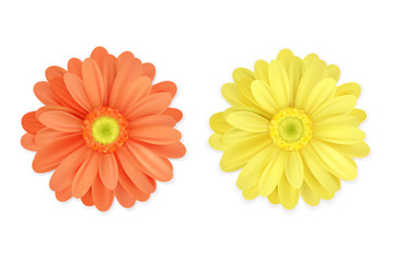 Realistic beautiful orange and yellow flowers isolated on white background. Vector image