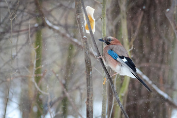 hungry wild bird mockingjay on a tree in spring forest