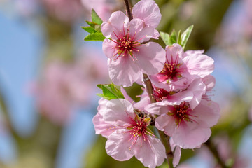 Fototapeta premium Mandelbaumblueten (Prunus dulcis)