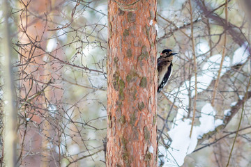hungry wild bird woodpecker on a tree in spring forest