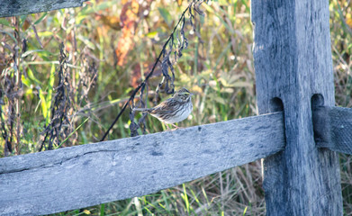 Savannah Sparrow on a fence
