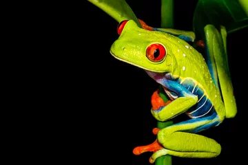 Deurstickers Red-eyed Tree Frog (Agalychnis callidryas) © ondreicka