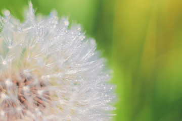 Beautiful close-up of abstract dew diamond drops on a one white dandelion with variable focus and blurred background in the rays of the rising sun on the green field. Blur and soft focus.