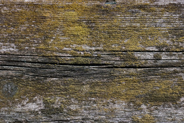Naklejka premium cracked rotting wood background texture with moss, lichen, mold