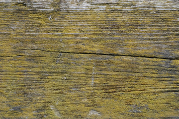 cracked rotting wood background texture with moss, lichen, mold