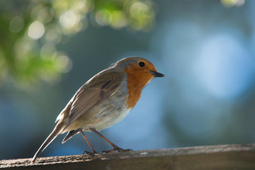 Robin Red Breast sitting on fence