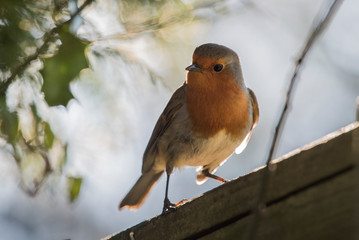 Backlit Robin