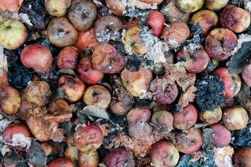 rotten apples close up avobe view