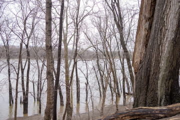 Fototapeta premium forest in winter