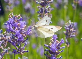 A Cabbage White Butterfly (Pieris rapae) nectaring on blooming Lavender flowers