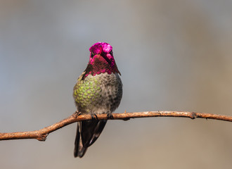 Anna's Hummingbird perched and flashing his bright, iridescent gorget (Calypte anna)