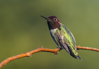 Anna's Hummingbird perched and watching the sky (Calypte anna)