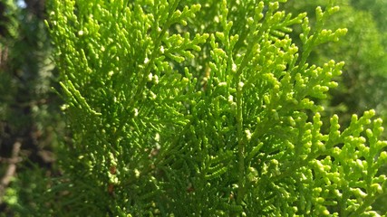 close up the outline of green plants