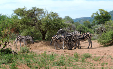 Zebras in South Africa