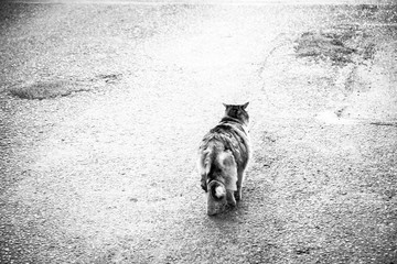 Stray cat is walking on the empty road