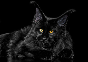 Beautiful black maine coon kitten on black background in studio, isolated.