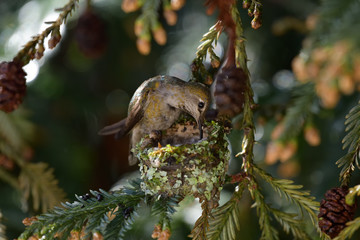 Hummingbird feeding her chicks