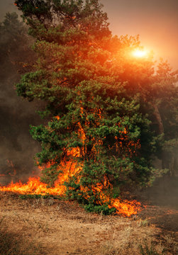 wildfire at sunset, burning pine forest .