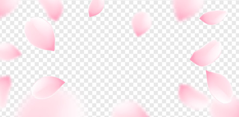 Pink sakura petals falling flower vector isolated background. Romantic blossom sakura flower petals