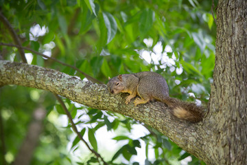 Squirrel