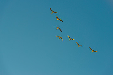 Geese flying in a sunny sky in sunlight at sunrise in winter